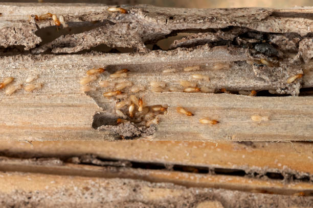 Best Wildlife Control Services  in Sangaree, SC